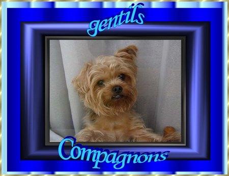 Gentils compagnons